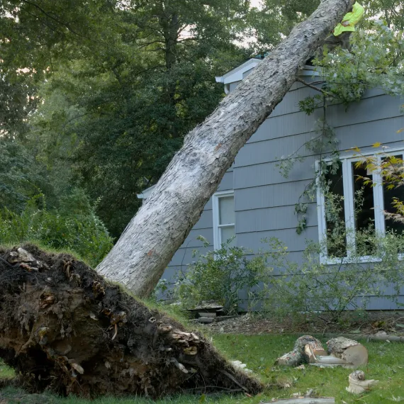 Emergency Tree
