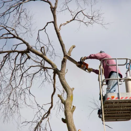 Home Tree Trimming & Pruning