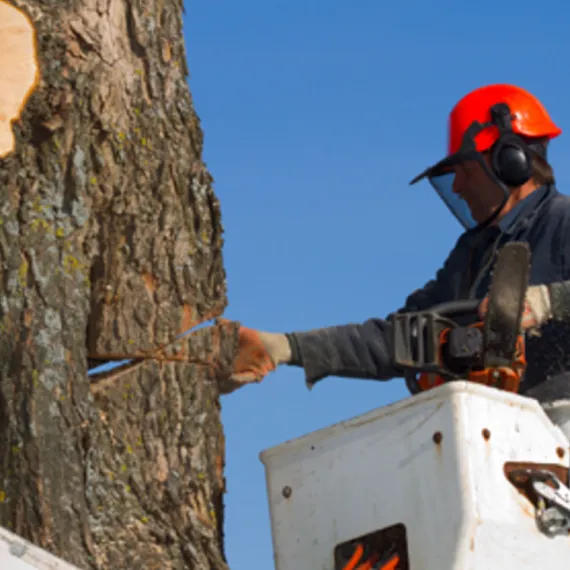 Tree Removal Services