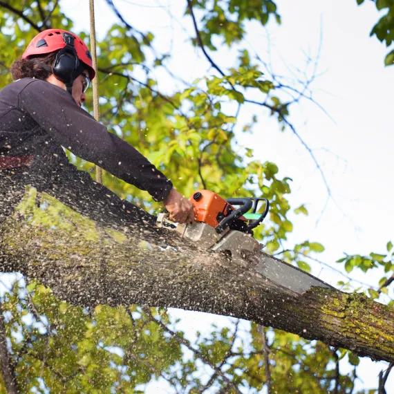 Tree Trimming & Pruning