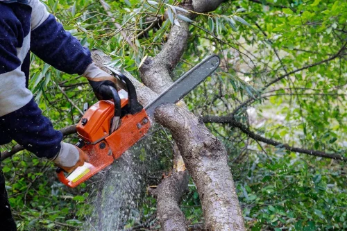 spanks tree service il 2026 01 14T21:49:11.856631Z 86923.66975202861