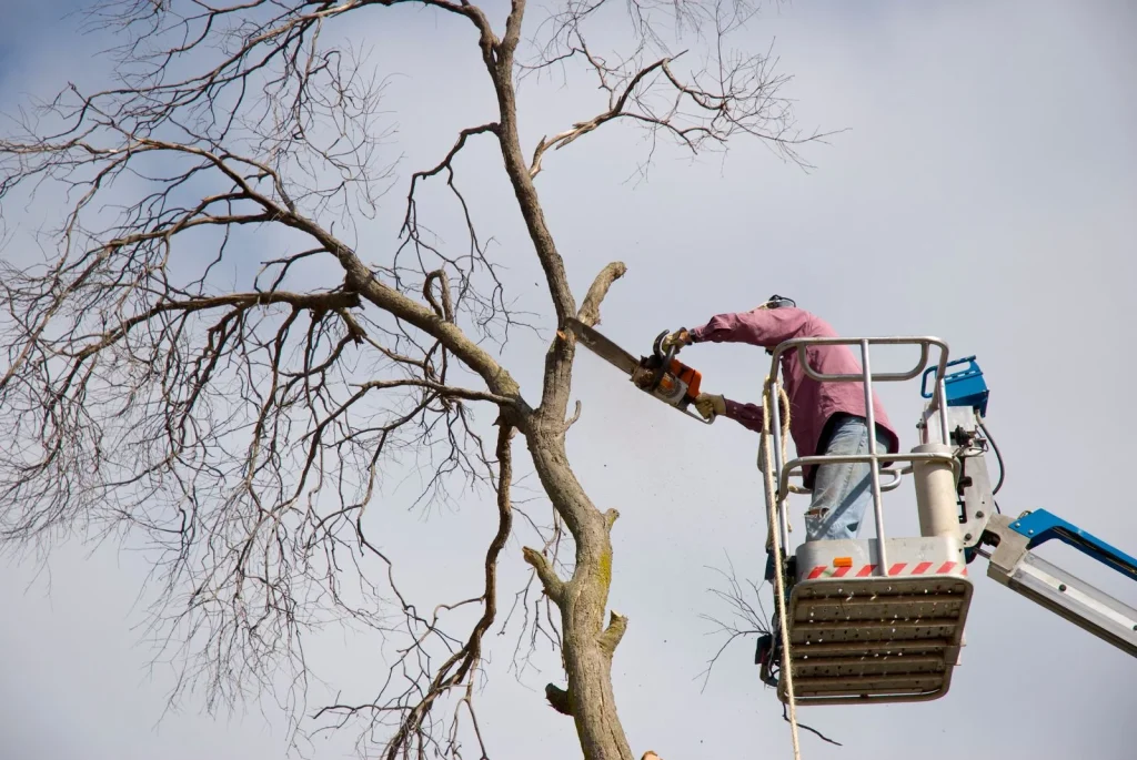 spanks tree service il 2026 01 14T21:49:11.991658Z 69901.75655945139