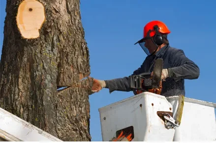 spanks tree service il 2026 01 14T21:49:38.676551Z 80944.30806030316